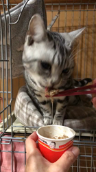 清洋一ブリーダーからお迎えしたアメリカンショートヘア：ラムちゃん