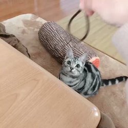 清洋一ブリーダーからお迎えしたアメリカンショートヘア：ラムちゃん