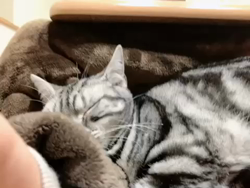 清洋一ブリーダーからお迎えしたアメリカンショートヘア：ラムちゃん