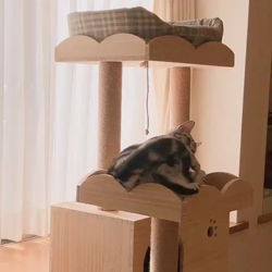 清洋一ブリーダーからお迎えしたアメリカンショートヘア：ラムちゃん