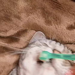 清洋一ブリーダーからお迎えしたアメリカンショートヘア：ラムちゃん