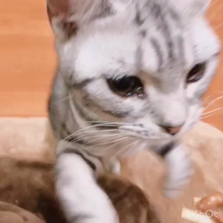 清洋一ブリーダーからお迎えしたアメリカンショートヘア：ラムちゃん