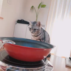 清洋一ブリーダーからお迎えしたアメリカンショートヘア：ラムちゃん