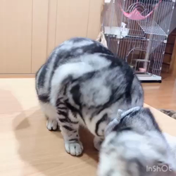 清洋一ブリーダーからお迎えしたアメリカンショートヘア：ラムちゃん