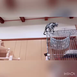清洋一ブリーダーからお迎えしたアメリカンショートヘア：ラムちゃん