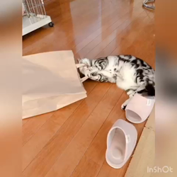 清洋一ブリーダーからお迎えしたアメリカンショートヘア：ラムちゃん