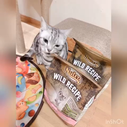 清洋一ブリーダーからお迎えしたアメリカンショートヘア：ラムちゃん