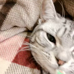 清洋一ブリーダーからお迎えしたアメリカンショートヘア：ラムちゃん