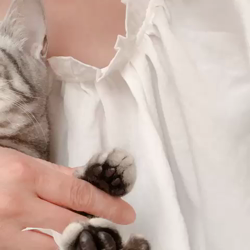 清洋一ブリーダーからお迎えしたアメリカンショートヘア：ラムちゃん
