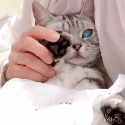 清洋一ブリーダーからお迎えしたアメリカンショートヘア：ラムちゃん