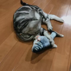 清洋一ブリーダーからお迎えしたアメリカンショートヘア：ラムちゃん