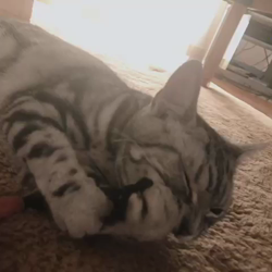 清洋一ブリーダーからお迎えしたアメリカンショートヘア：ラムちゃん