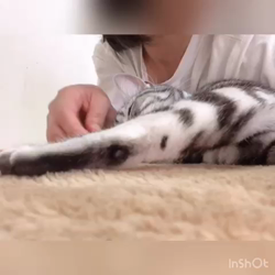 清洋一ブリーダーからお迎えしたアメリカンショートヘア：ラムちゃん