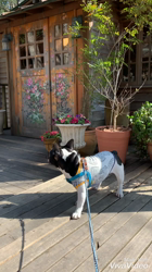 大河原亜矢子ブリーダーからお迎えしたフレンチブルドッグ：蘭丸くん