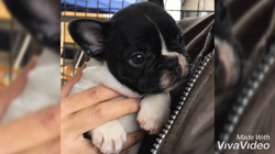 大河原亜矢子ブリーダーからお迎えしたフレンチブルドッグ：蘭丸くん