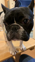 大河原亜矢子ブリーダーからお迎えしたフレンチブルドッグ：蘭丸くん