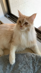 佐々木美絵ブリーダーからお迎えしたメインクーン：ミコちゃん