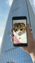 向井知子ブリーダーからお迎えしたスコティッシュフォールド：くうちゃん