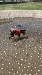 白鳥美妃ブリーダーからお迎えしたミニチュアピンシャー：ラウちゃん