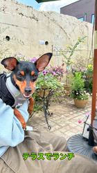 白鳥美妃ブリーダーからお迎えしたミニチュアピンシャー：ラウちゃん