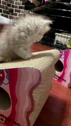 海野さちこブリーダーからお迎えしたラグドール×チンチラ：レイラちゃん