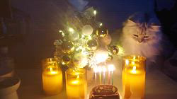 海野さちこブリーダーからお迎えしたラグドール×チンチラ：レイラちゃん