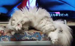 海野さちこブリーダーからお迎えしたラグドール×チンチラ：レイラちゃん