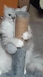 海野さちこブリーダーからお迎えしたラグドール×チンチラ：レイラちゃん