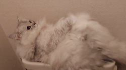 海野さちこブリーダーからお迎えしたラグドール×チンチラ：レイラちゃん