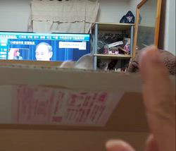 海野さちこブリーダーからお迎えしたラグドール×チンチラ：レイラちゃん