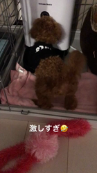 吉田千果ブリーダーからお迎えしたトイプードル：ペティちゃん