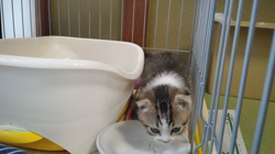 中野由利子ブリーダーからお迎えしたスコティッシュフォールド：フクくん