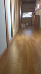 土田悦子ブリーダーからお迎えしたメインクーン：れみちゃん