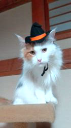 土田悦子ブリーダーからお迎えしたメインクーン：れみちゃん