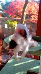 土田悦子ブリーダーからお迎えしたメインクーン：れみちゃん