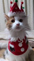 土田悦子ブリーダーからお迎えしたメインクーン：れみちゃん