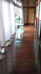 土田悦子ブリーダーからお迎えしたメインクーン：れみちゃん