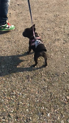 玉川美佐子ブリーダーからお迎えしたフレンチブルドッグ：りむちゃん