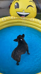 玉川美佐子ブリーダーからお迎えしたフレンチブルドッグ：りむちゃん