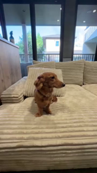 矢込晴菜ブリーダーからお迎えしたミニチュアダックスフンド(ロング)：レンくん