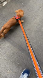 矢込晴菜ブリーダーからお迎えしたミニチュアダックスフンド(ロング)：レンくん