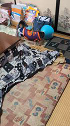 平ほの花ブリーダーからお迎えしたヨークシャーテリア：蓮くん