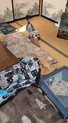 平ほの花ブリーダーからお迎えしたヨークシャーテリア：蓮くん