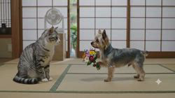 平ほの花ブリーダーからお迎えしたヨークシャーテリア：蓮くん