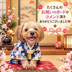 平ほの花ブリーダーからお迎えしたヨークシャーテリア：蓮くん