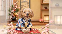 平ほの花ブリーダーからお迎えしたヨークシャーテリア：蓮くん