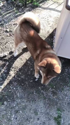 川山修一ブリーダーからお迎えした柴犬：あむくん