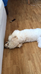 中村司ブリーダーからお迎えしたトイプードル：レオくん