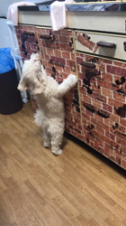 中村司ブリーダーからお迎えしたトイプードル：レオくん