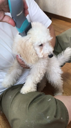 中村司ブリーダーからお迎えしたトイプードル：レオくん